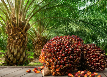 Agro Business